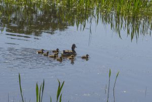 ducks at whitman college