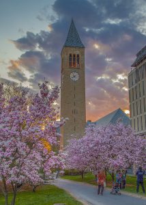 flowering blossoms of upstate New York