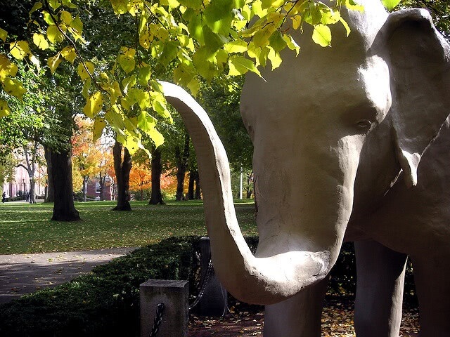 Mascots - Tufts University – Jumbo the Elephant