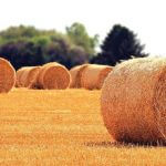 Rolls of hay on a field.