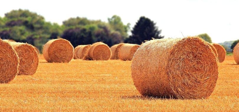 Rolls of hay on a field.