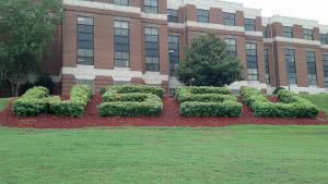 Grass shaped into WSSU outside a campus building.