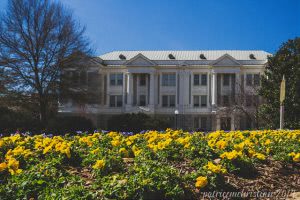 Candler Hall on the campus of the University of Georgia with yellow flowers.