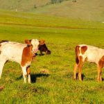 Brown and beige baby cows grazing in a field.