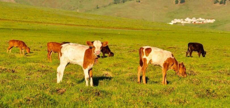 Brown and beige baby cows grazing in a field.