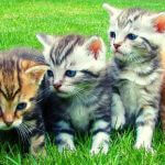 Five kittens sitting together on a grassy lawn.