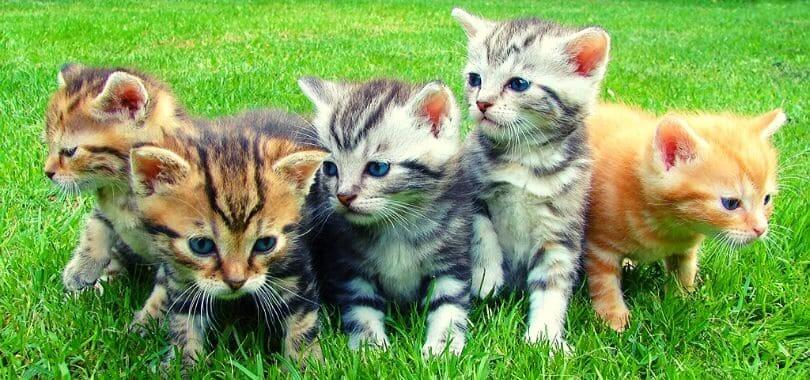 Five kittens sitting together on a grassy lawn.