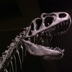 Allosaurus skull from the Exhibit Museum at University of Michigan.