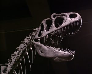 Allosaurus skull from the Exhibit Museum at University of Michigan.