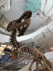 Tyrannosaurus Rex fossil from Museum of Paleontology at University of California.