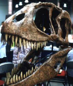 Theropod skull.