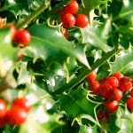 Holly and Berries are under the morning sunshine.