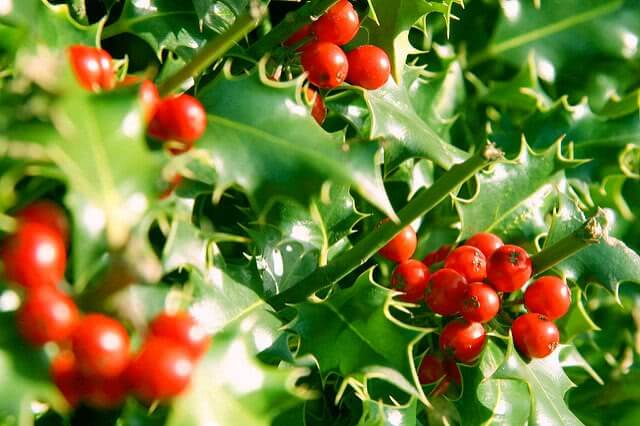 Holly and Berries are under the morning sunshine.