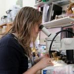 Side view of student looking through the microscope.