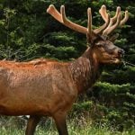 An adult elk in a forest.