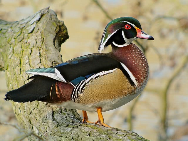 Wood Duck.