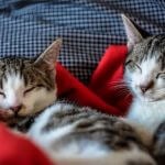 Two cats sleeping on top of a red blanket.