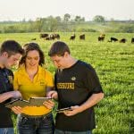 Three students are discussing while holding their tabs on a green field - with cows in the background.