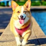 A dog wearing a pink harness walking on a ledge.