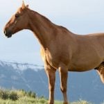 A horse standing atop a hill.