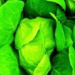 A close-up of lettuce leaves.