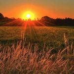 A sunrise over an open grassy field, with wheat in the forefront.