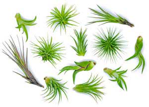 Plants for Pets air plant variety plants for dorm rooms