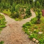 A stone path forking in the woods with a wooden sign on the right.