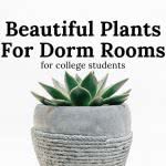 plants for dorm rooms
