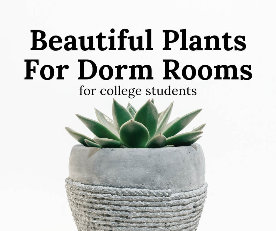 plants for dorm rooms