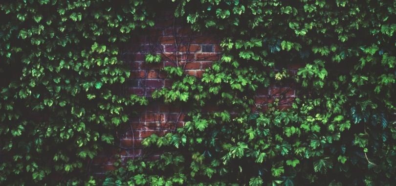 Ivy on the red brick wall of a college building.