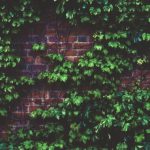 Ivy on the red brick wall of a college building.