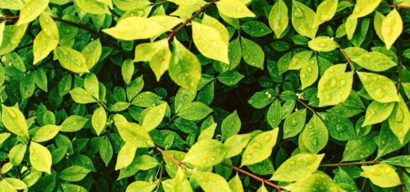 Wet leaves studied by environmental science students.