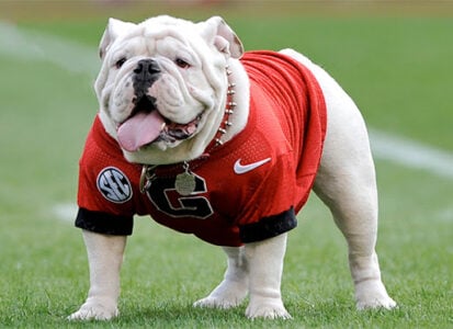 Colleges with Dogs as Mascots | College Raptor